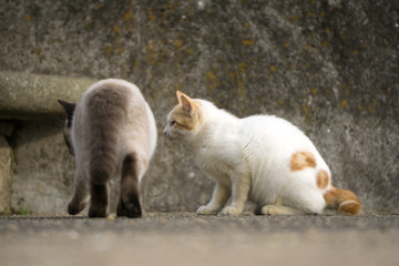 Obraz premium 二匹の野良猫