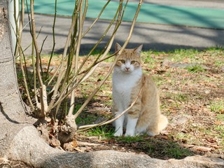 日本の猫と植物