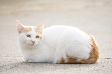 香箱座り　野良猫