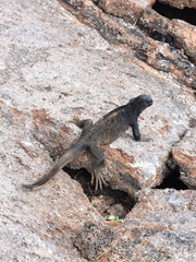 Marine iguana Amblyrhynchus cristatus sitting on a rock warming up in the sun