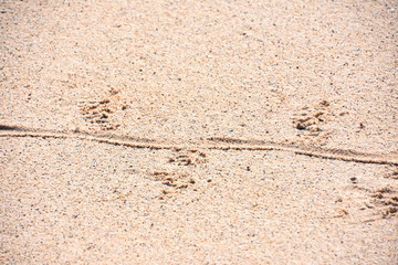 The track of an iguana in the sand on a beach on galapagos