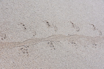 The track of an iguana in the sand on a beach on galapagos