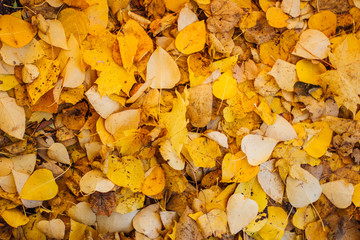 yellow leaves of poplar lies on autumn ground