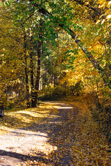 Autumn bright and bright landscape. Climb up the hill along the orange autumn alley. Green, yellow and red foliage colors