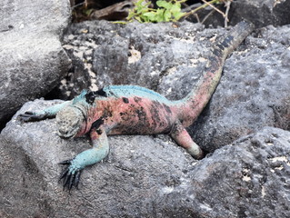 Male marine iguana Amblyrhynchus cristatus in green and red mating colors during breeding season