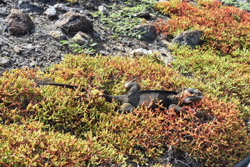 Galapagos land iguana Conolophus subcristatus shredding skin