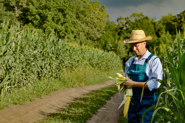 Middle age Farmer inspecting maize at field