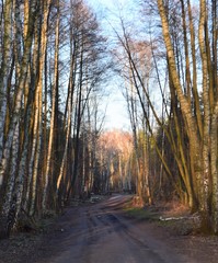 Główna droga w lesie pionowo