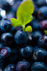 freshly picked blueberries in the forest with green leaflet