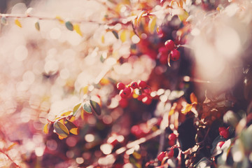 autumn natural background with red gaultheria, wallpaper use shallow focus