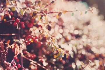 autumn natural background with red gaultheria, wallpaper use shallow focus