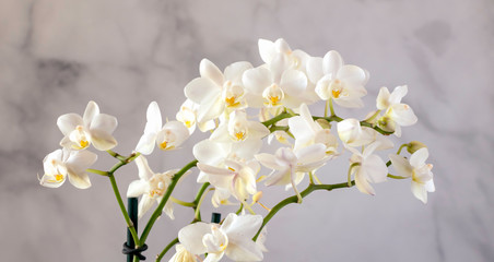 Fototapeta na wymiar arching white orchid blossoms