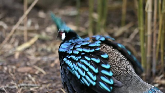 Male Palawan Peacock-Pheasant shaking his feathers