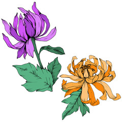 Vector Purple and orange Chrysanthemum floral botanical flowers. Engraved ink art. Isolated flower illustration element.