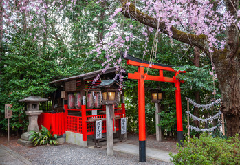 Beautiful spring view with cherry trees in full bloom, seen at Suika Tenmangu Shrine in Kyoto City, which is the first Tenmangu Shrine in Japan.