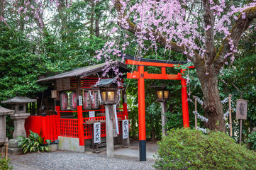 Fototapeta na wymiar Beautiful spring view with cherry trees in full bloom, seen at Suika Tenmangu Shrine in Kyoto City, which is the first Tenmangu Shrine in Japan.