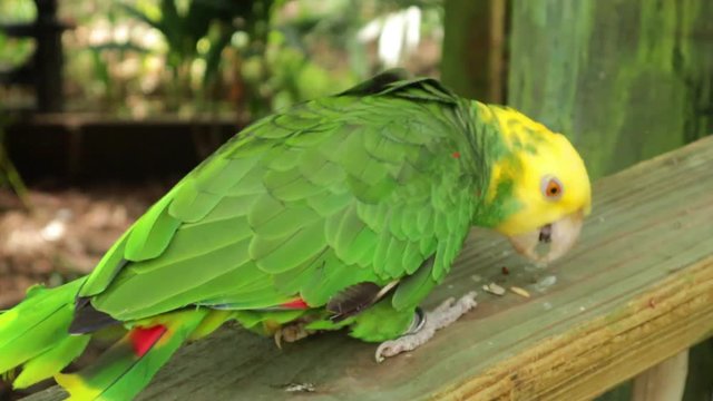 a beautiful Amazon Amara oratrix walking around