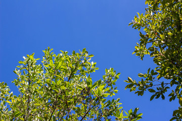 Foliage and tree branches against the blue sky.
