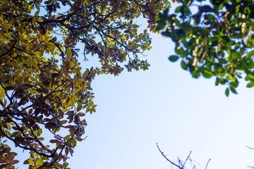 Trees photographed from below. Background in blur.