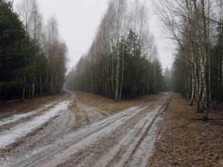 Obraz na płótnie Canvas the first snow covered the ground in birch.