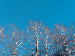 the beginning of spring. white birch without foliage on blue sky