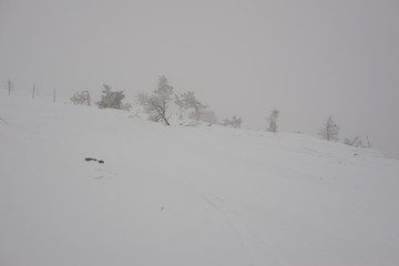winter landscape with trees and snow