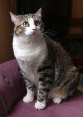 Fototapeta premium Chat tigré