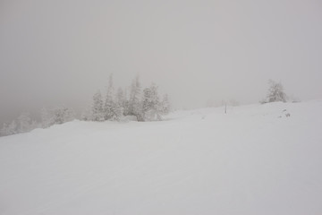 winter landscape with trees and snow