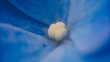 Kwiat blåmster flower macro makro mikro micro Hydrangea Hortensja  © Dreamnordno
