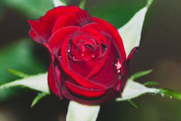 Rosa con gocce d'acqua in primavera