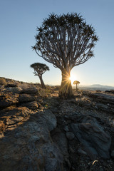 Quivertree in the Namib desert
