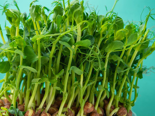 Organic pea micro sprouts growing in plastic box