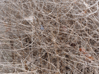 the incorruptible tangled plant of thin stranded.