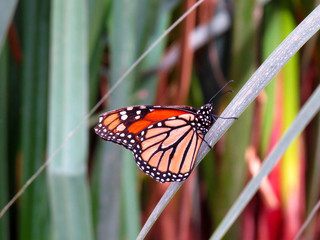 Farfalla