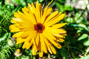 Helichrysum in primavera