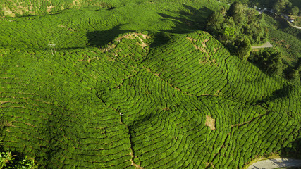 Boh Tea Plantation, beautiful landscape in Cameron Highlands