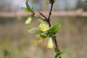 Lonicera Caerulea Kamtschatica branch with pale yellow flowers. Blueberry bush in springtime