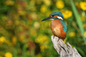 Common kingfisher