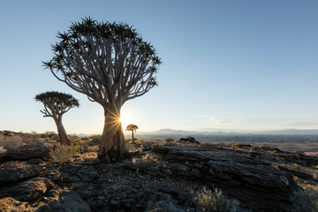 Quivertree in the Namib desert