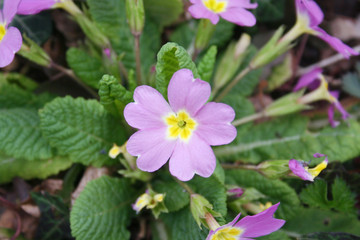 Pink primrose plant in bloom in the garden. Primula vulgaris in springtime