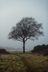 Obraz premium Moody tree