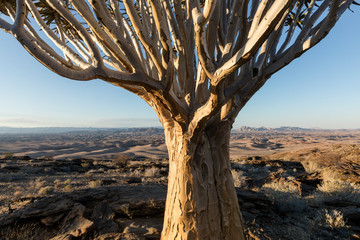 Quivertree in the Namib desert