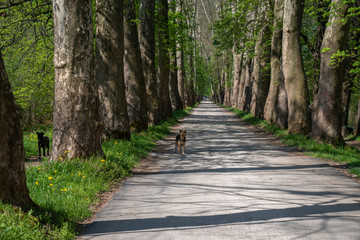 Naklejka premium Bosnia and Herzegovina, public park Vrelo Bosne, near Sarajevo. 