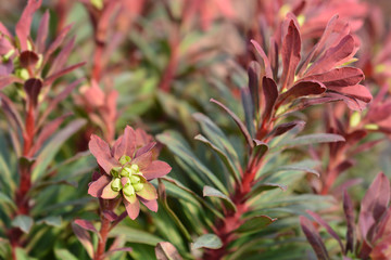 Wood spurge Purpurea