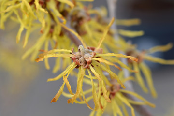 Witch Hazel Arnold Promise
