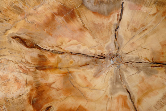 Natural background, fossilized wood