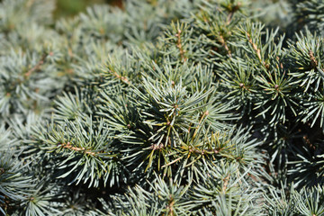 Blue Cedar of Lebanon