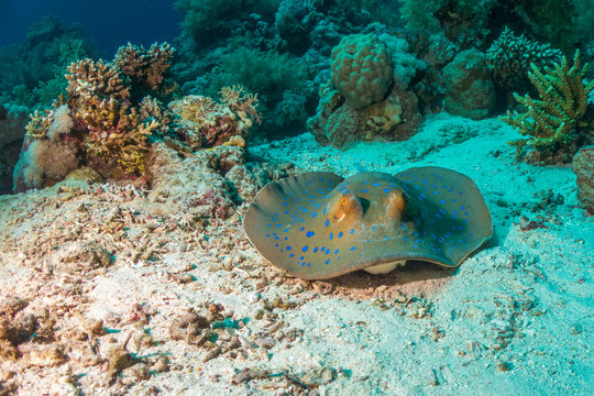 Stringray Menorca Stringray Images – Browse 117 Stock Photos, Vectors, and Video | Adobe ...
