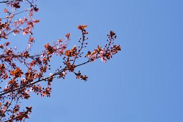 Black Cherry Plum