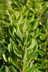 Japanese pittosporum